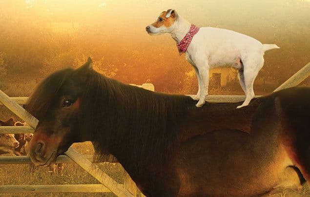 Heartwarming Tales of Animal Friendships